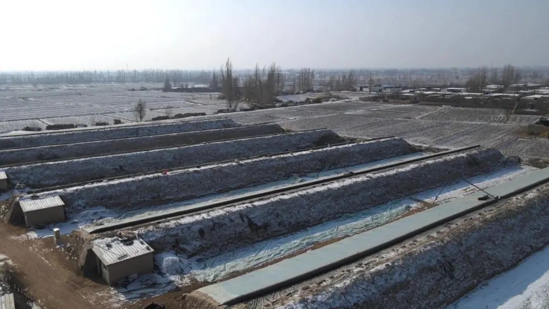 【乡村行 看振兴】永昌县朱王堡镇:温室大棚春意浓 "蔬"写增收好"钱"