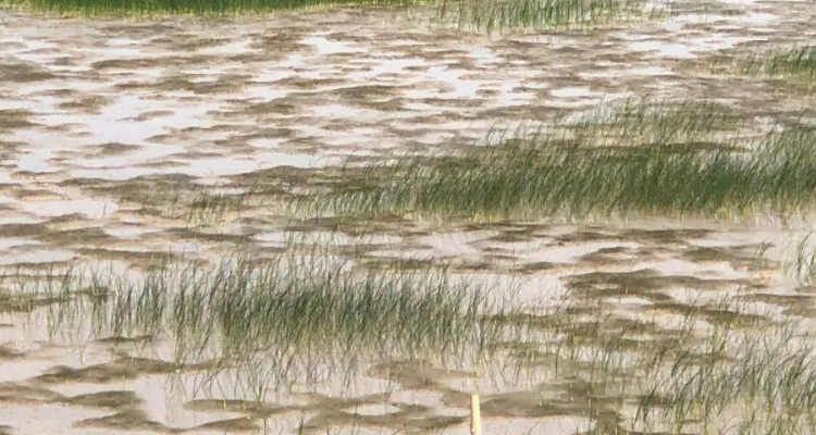 盐碱地上植物难以生长的原因