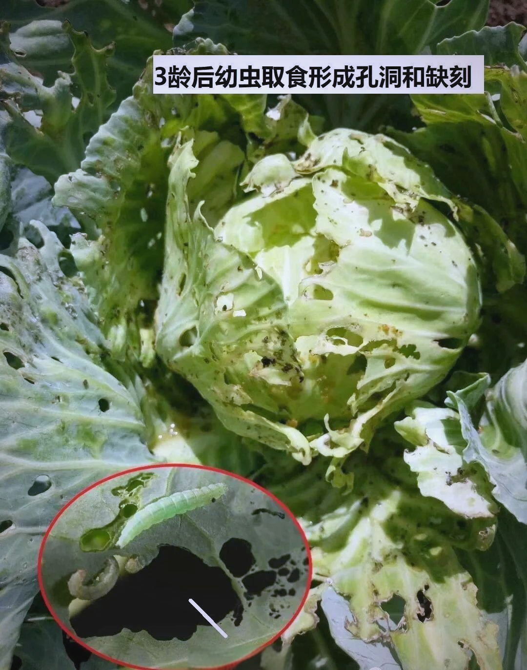 小菜蛾的幼虫在生长的不同阶段,会对蔬菜造成不同的损害