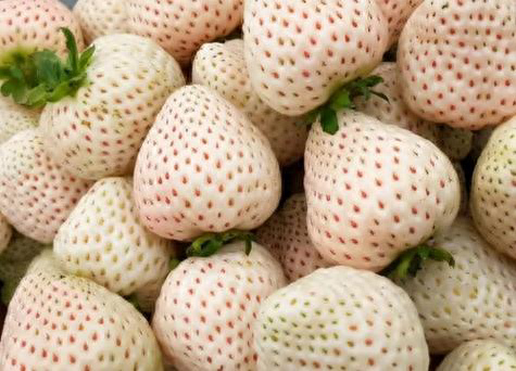 白色草莓——转基因水果?真相惊人