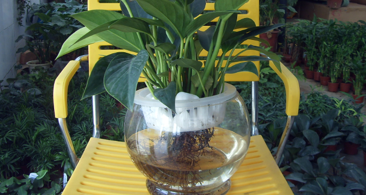 水培植物自制肥