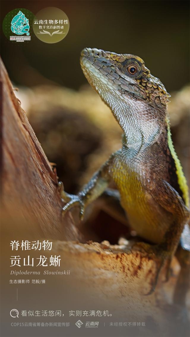 「云南生物多样性数字化百科图谱」贡山龙蜥:看似生活悠闲,实则充满