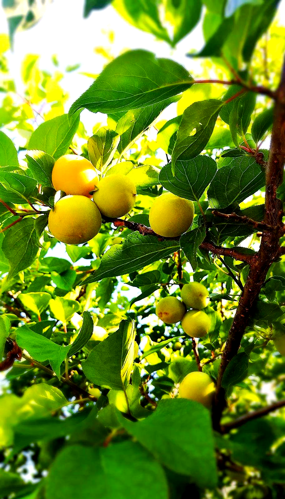 旅顺独有!梅花果实