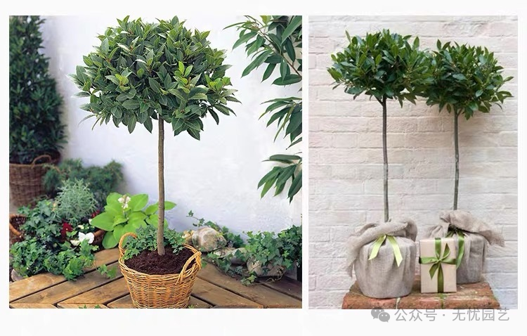 诗人的桂冠独特的香料植物—地中海月桂