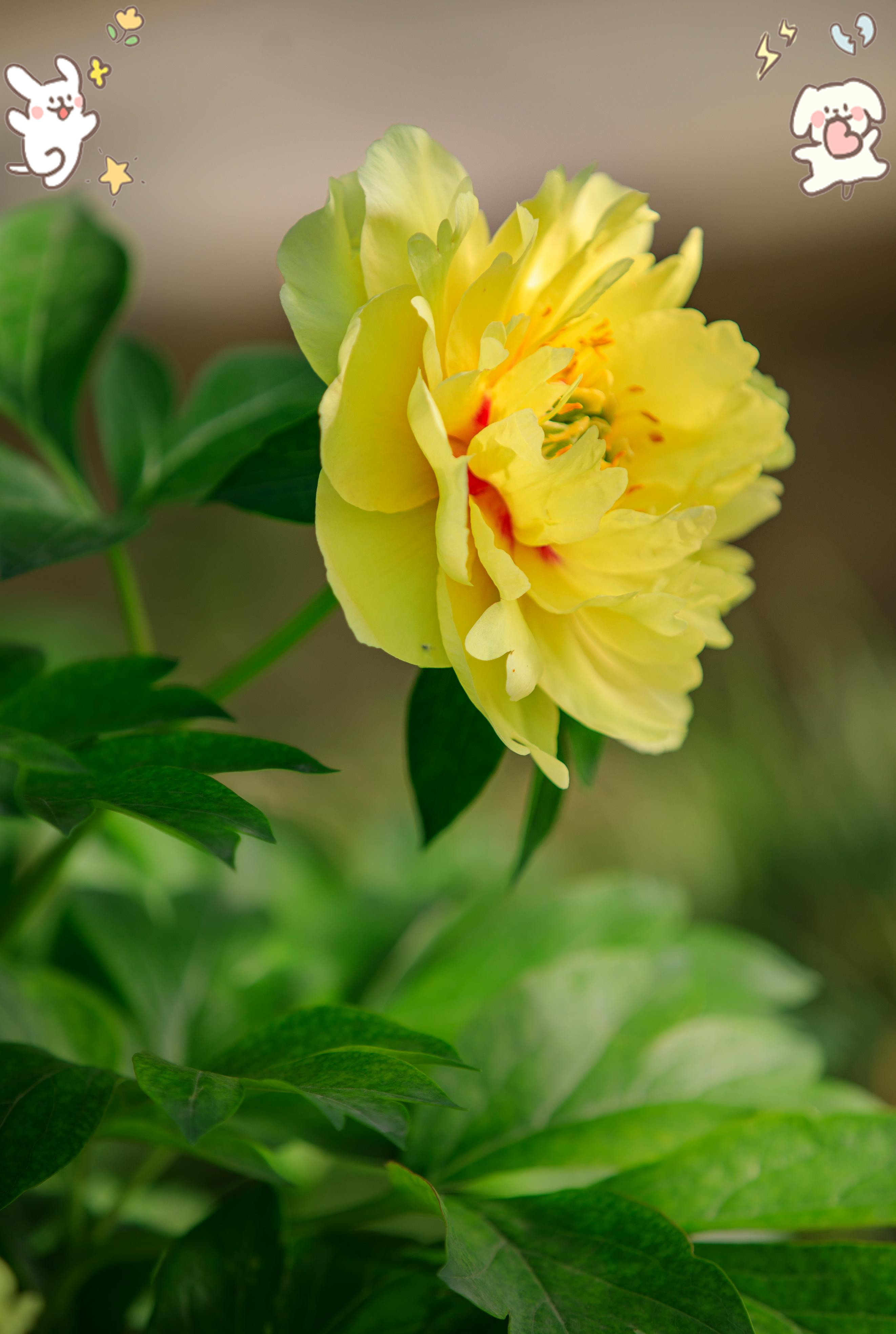 金带围芍药:扬州花影里的仕途吉兆