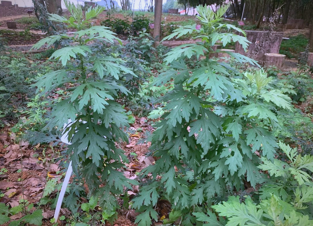 五月艾与艾草的区别及五月艾的多重功效