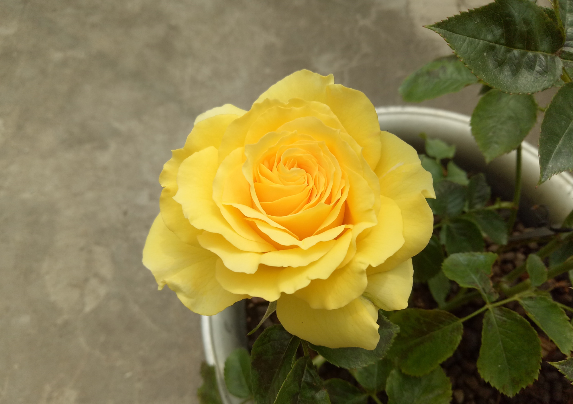 新型盆栽花卉"狮子座阳台",植株矮小,花大美丽,四季都能赏花