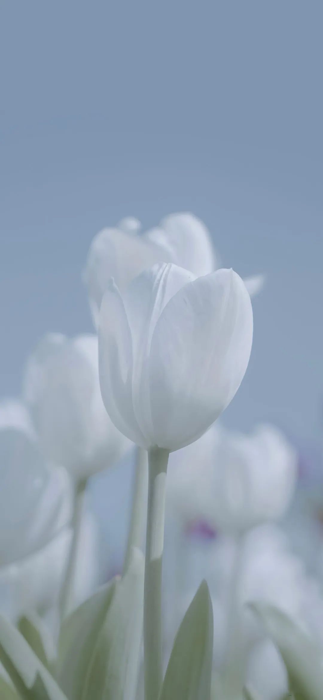 第76期壁纸——冷色