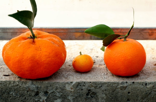 东阳:柑橘新品试种