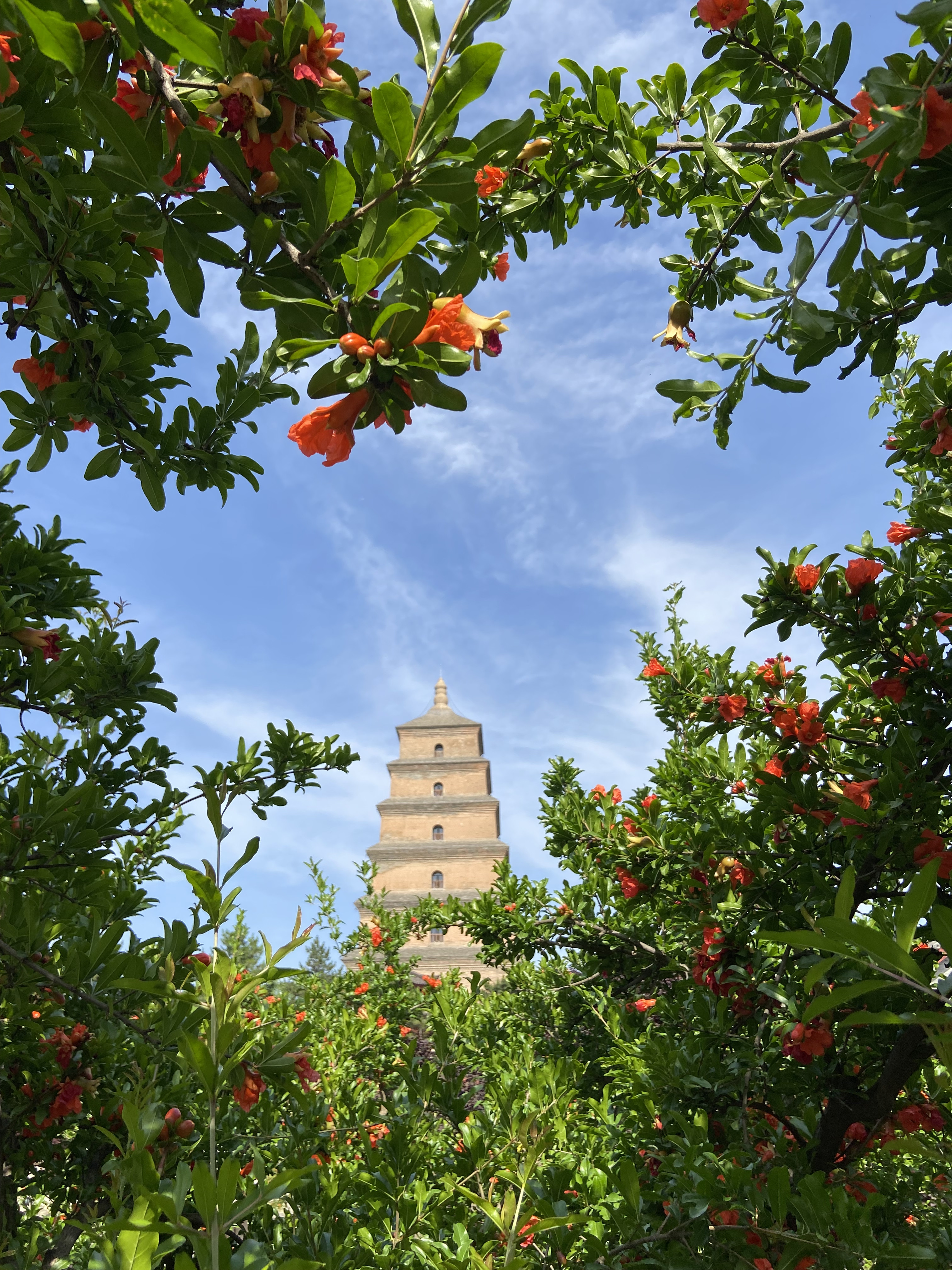 这朵花,在西安城红了2000多年