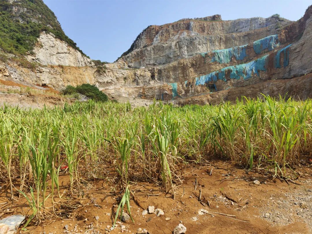 治病要看疗效 矿山复绿要看成效
