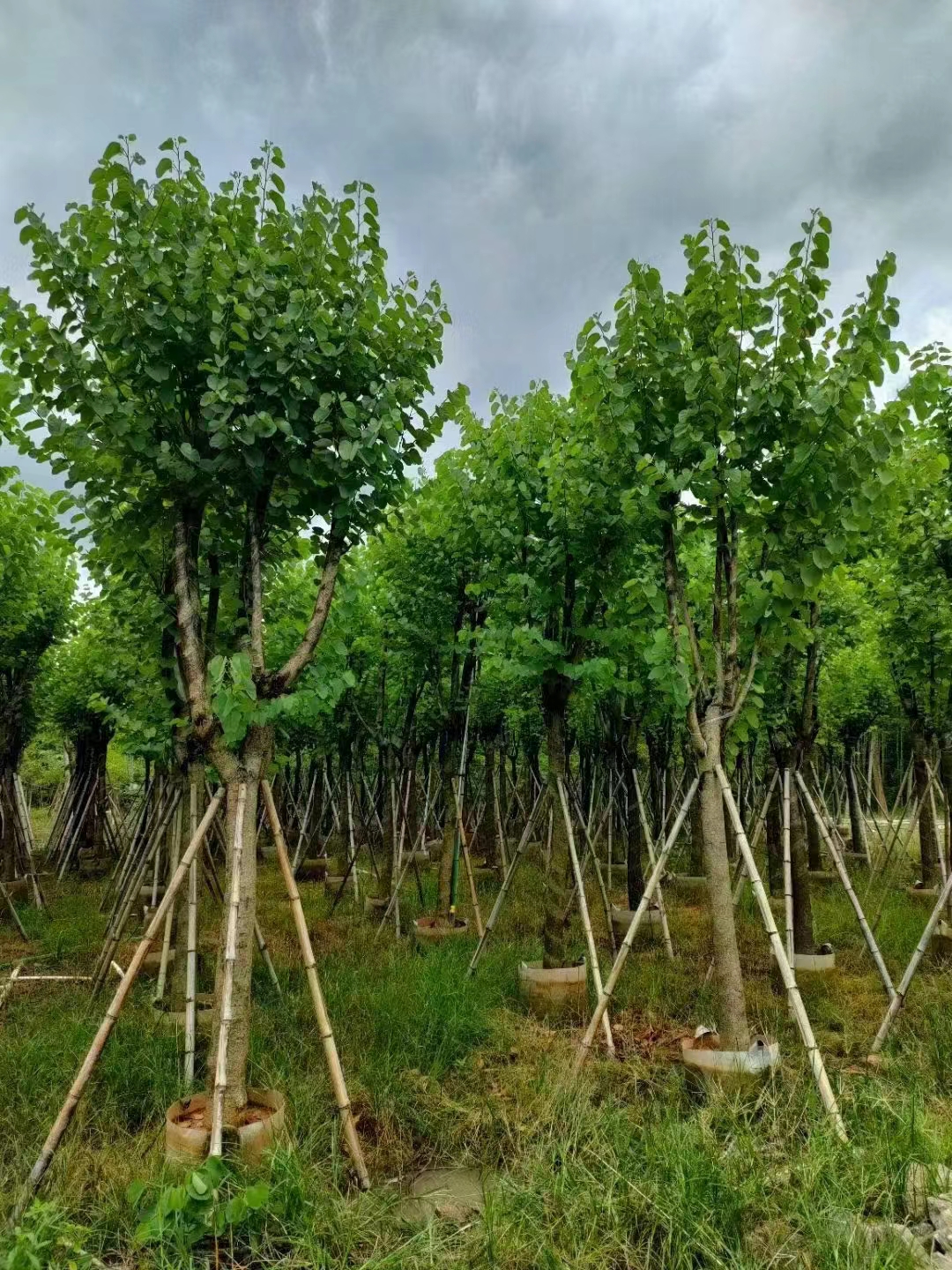 直径8公分10公分宫粉紫荆袋苗价格150元货源充足