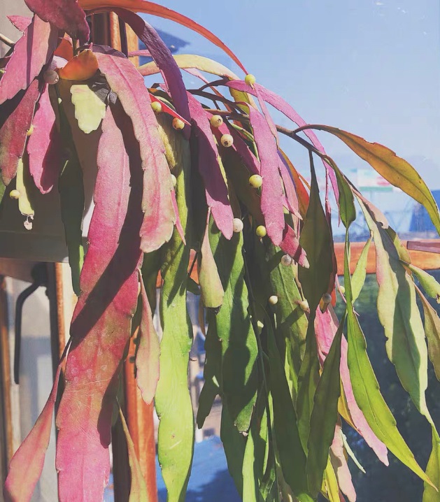 新型"网红"盆栽—红叶丝苇,花叶共赏,养护简单,你值得拥有