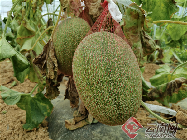 上海金山区哈密瓜在墨江"甜蜜"亮相