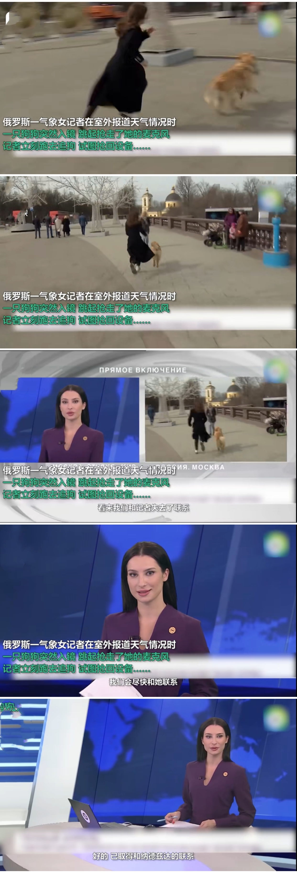 无奇不有!俄罗斯记者播报时被狗狗抢走话筒,追狗大战后在线撸狗