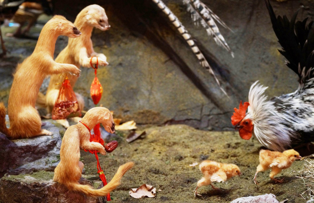 黄鼠狼全身是宝,为何很少有人愿意养殖?养殖户:真养不起啊