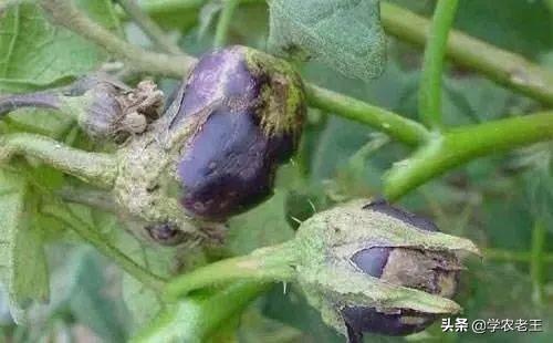茄子紫花病需注意防治,控制不佳易致大幅减产!记住这几点方法