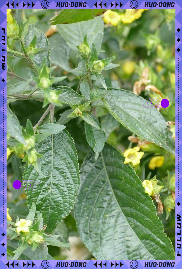 社会热点与黑面将军:从流量明星到抗癌良药