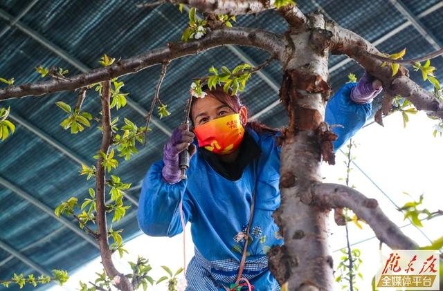 甘肃西峰区温泉镇:樱桃大棚春意浓