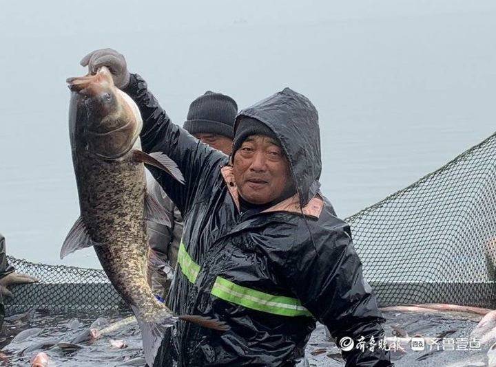 萬斤鰱魚今日上岸,最大一條35斤!淄博文昌湖區捕魚季開啟