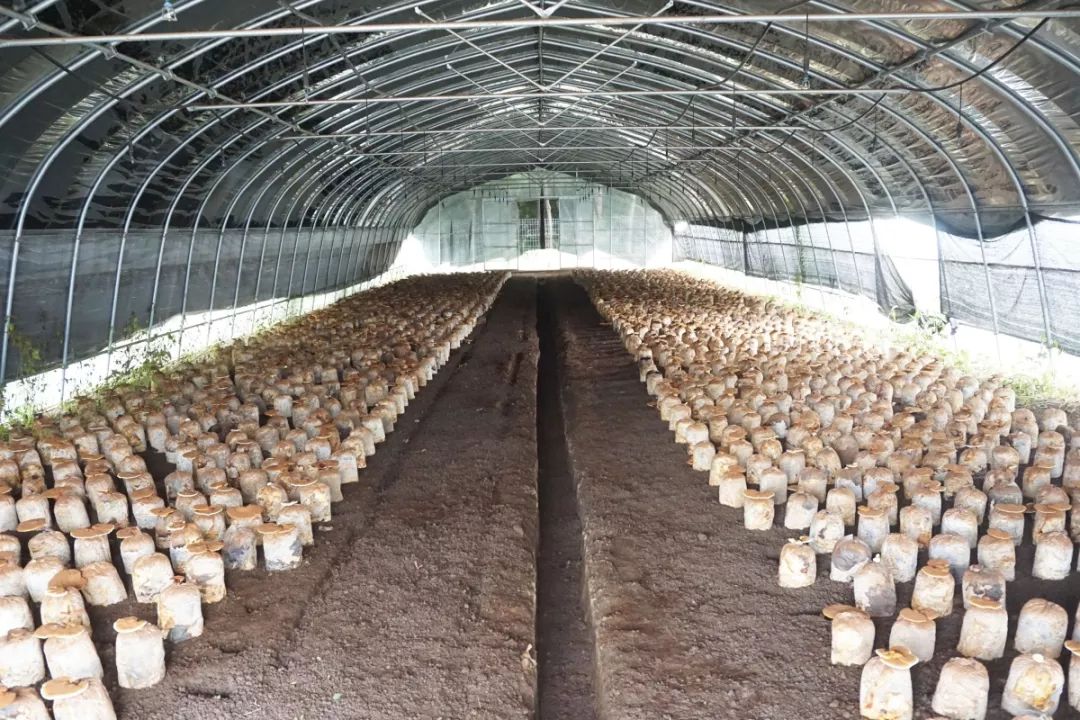 贵州伍英农业科技发展有限公司灵芝种植技术服务好