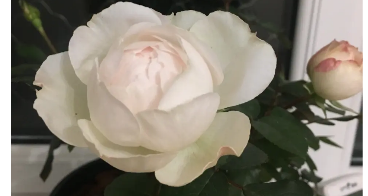 波莱罗月季的优缺特点