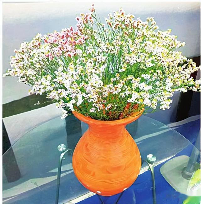 "太空花"将首次走进大庆市民家