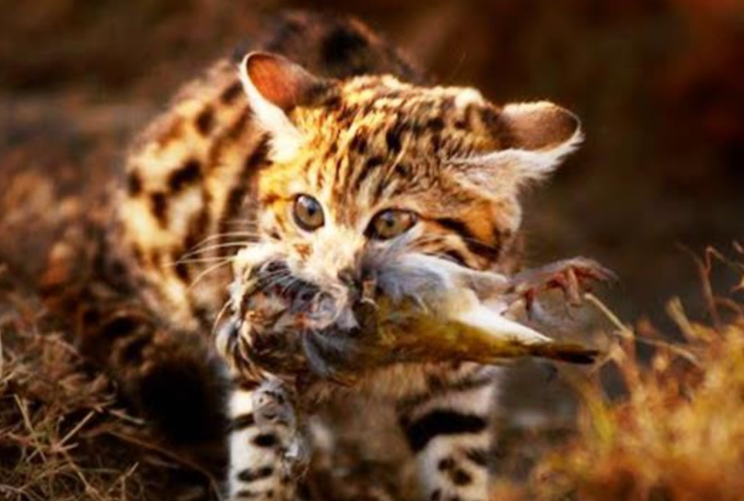猫科捕猎成功率最高的"杀戮机器",非洲最小的猫,被全世界禁养