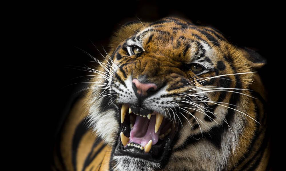 如果把最大的老鹰,和老虎关在一起,谁的胜算更大?