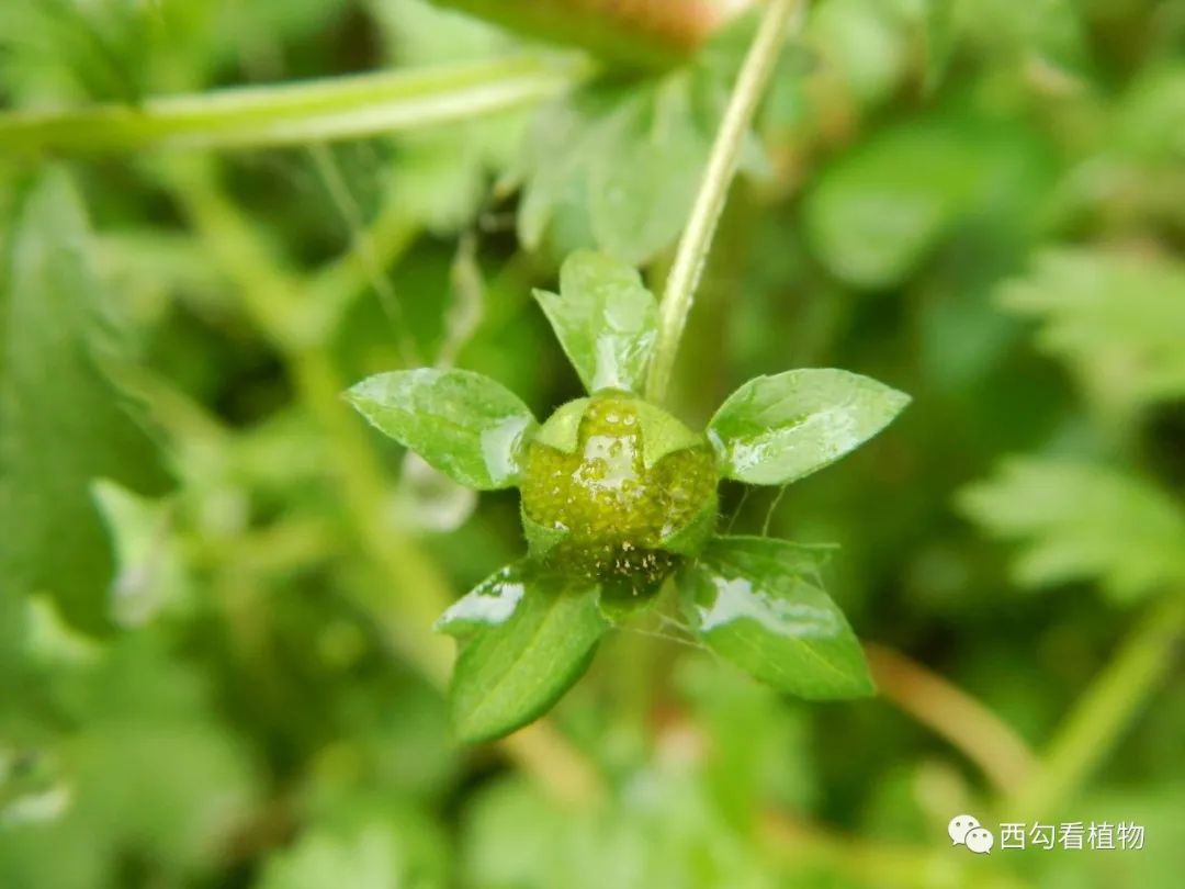 委陵菜图片果实图片