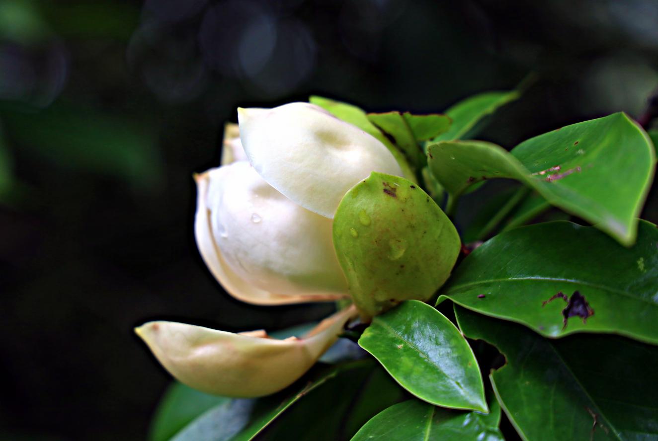 探寻金平县长蕊木兰足迹