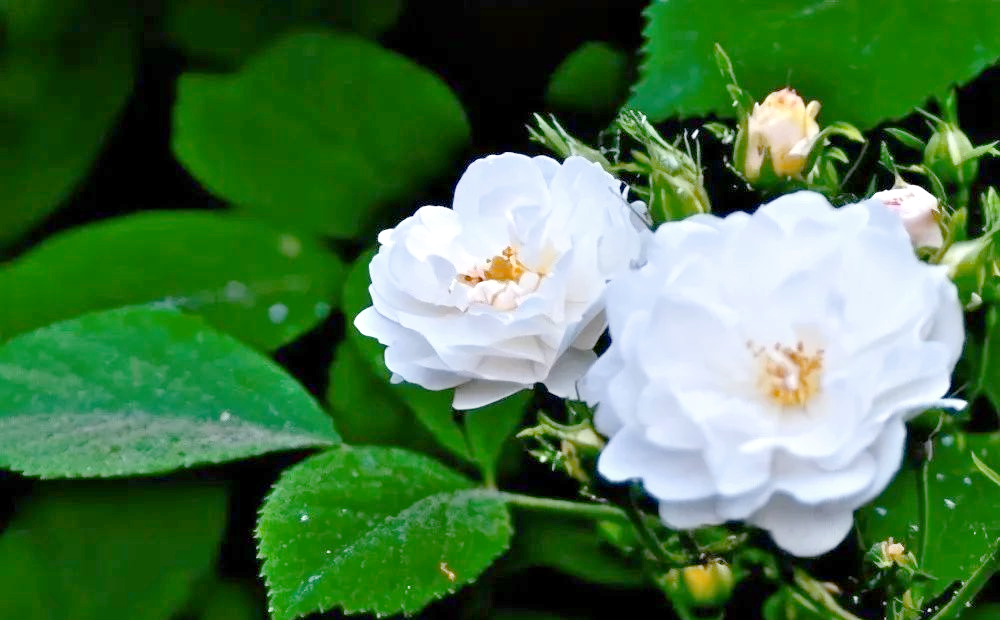 荼蘼花:末路之美背后的深情故事