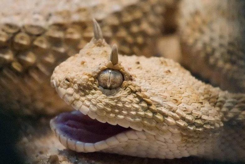全球唯一个三眼蛇,惊现澳大利亚,专家表示吸收双胞胎所致!