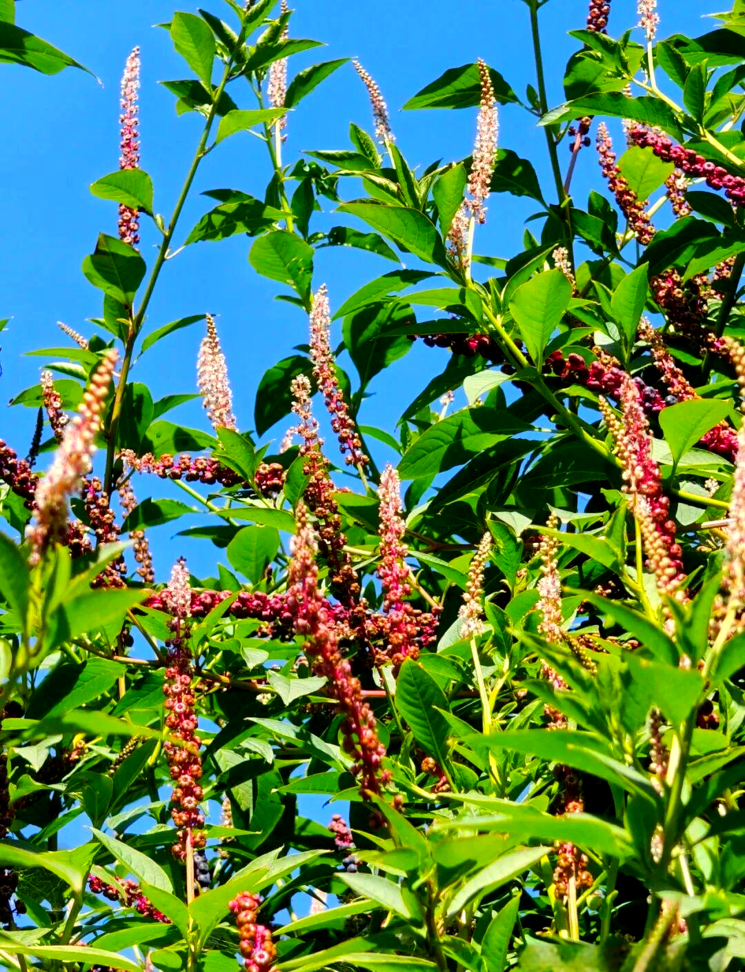 垂序商陆:独特外观与生态影响的全面解读