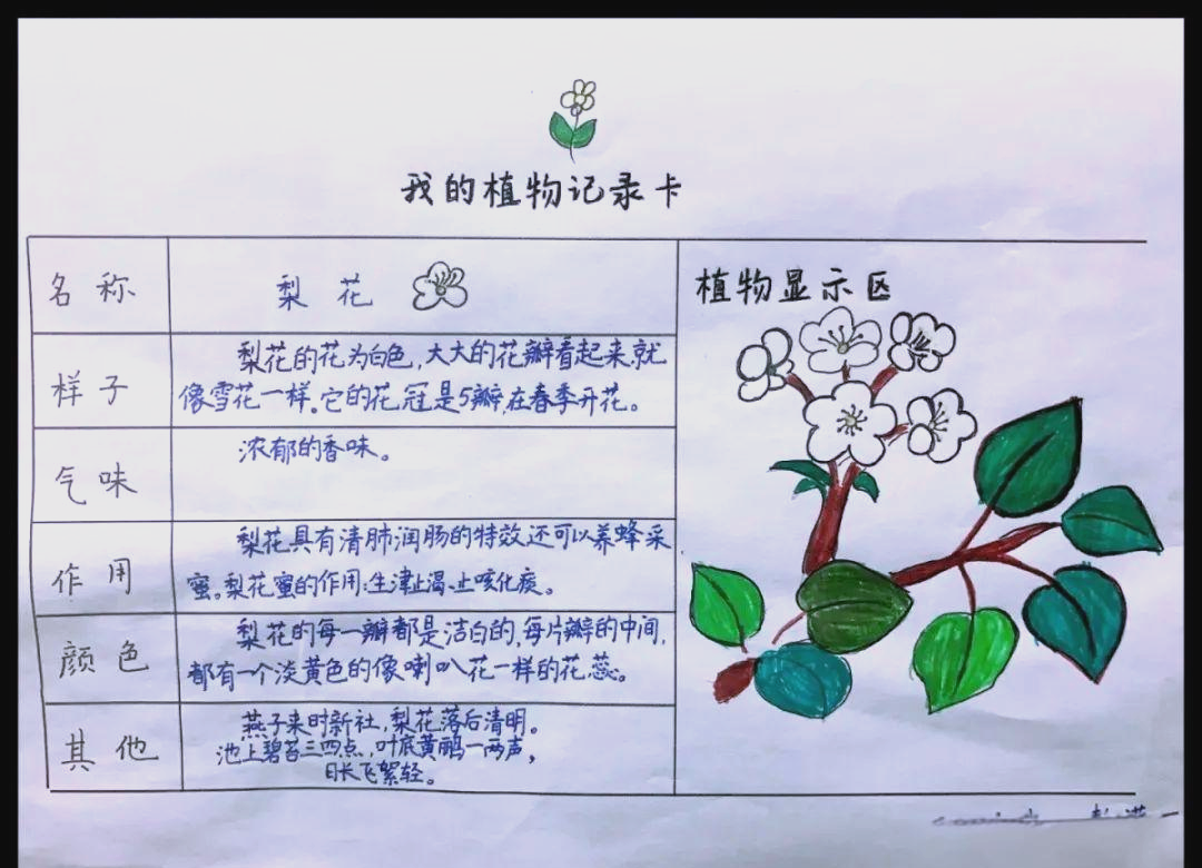 关于小学三年级植物记录卡怎么写?的信息