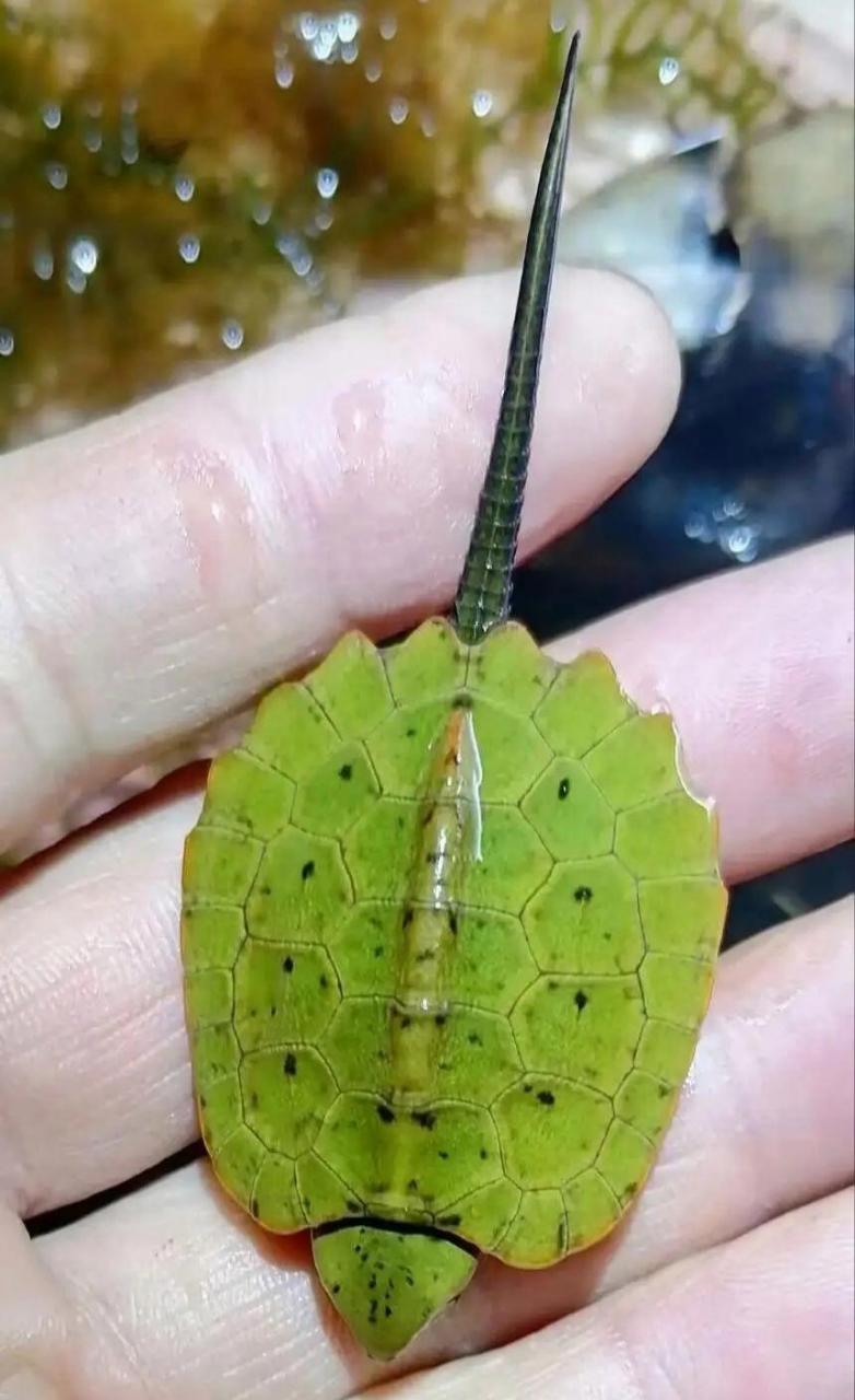 这么小的乌龟能长大吗?这叫什么龟?