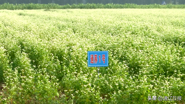 庫倫旗:延伸蕎麥產業鏈 激發鄉村振興新活力