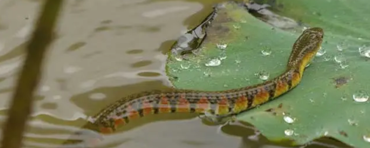 水虺在现代是什么动物