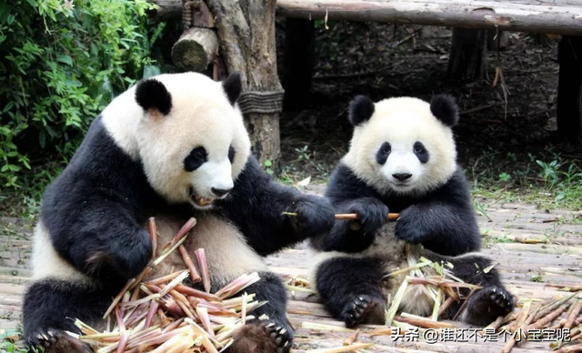 每天认识一只大熊猫——奇果,长相甜美,和妈妈一起卖惨走红网络