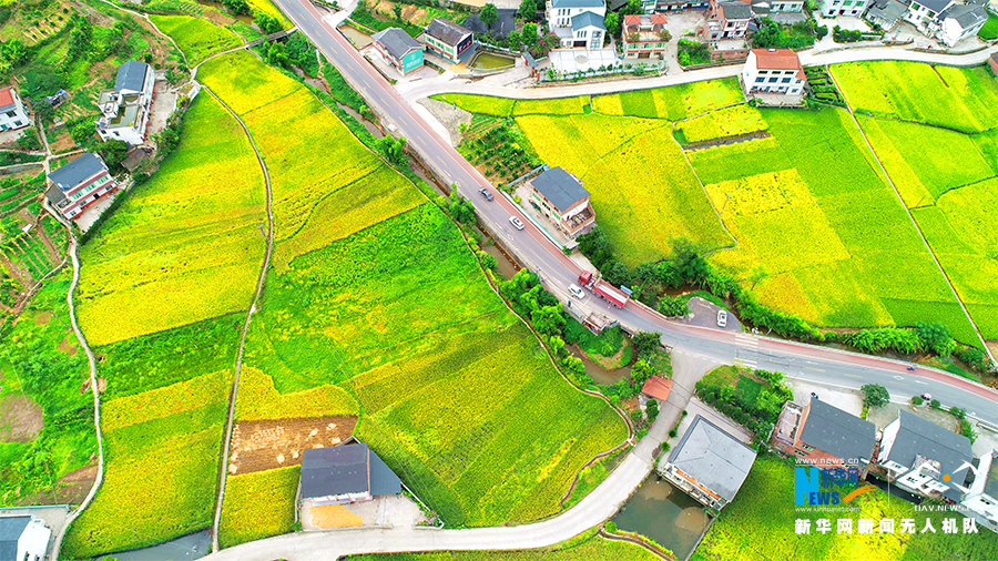 航拍重庆青年镇:初秋稻谷香
