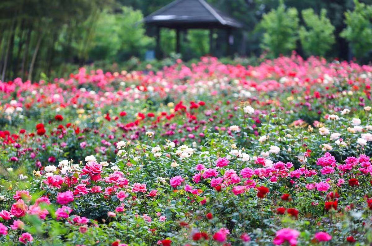 五一假期南京玫瑰园将迎来最佳赏花期