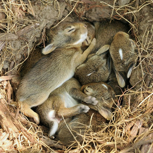 兔子挖洞大揭秘:为了生存,它们比人类更聪明!