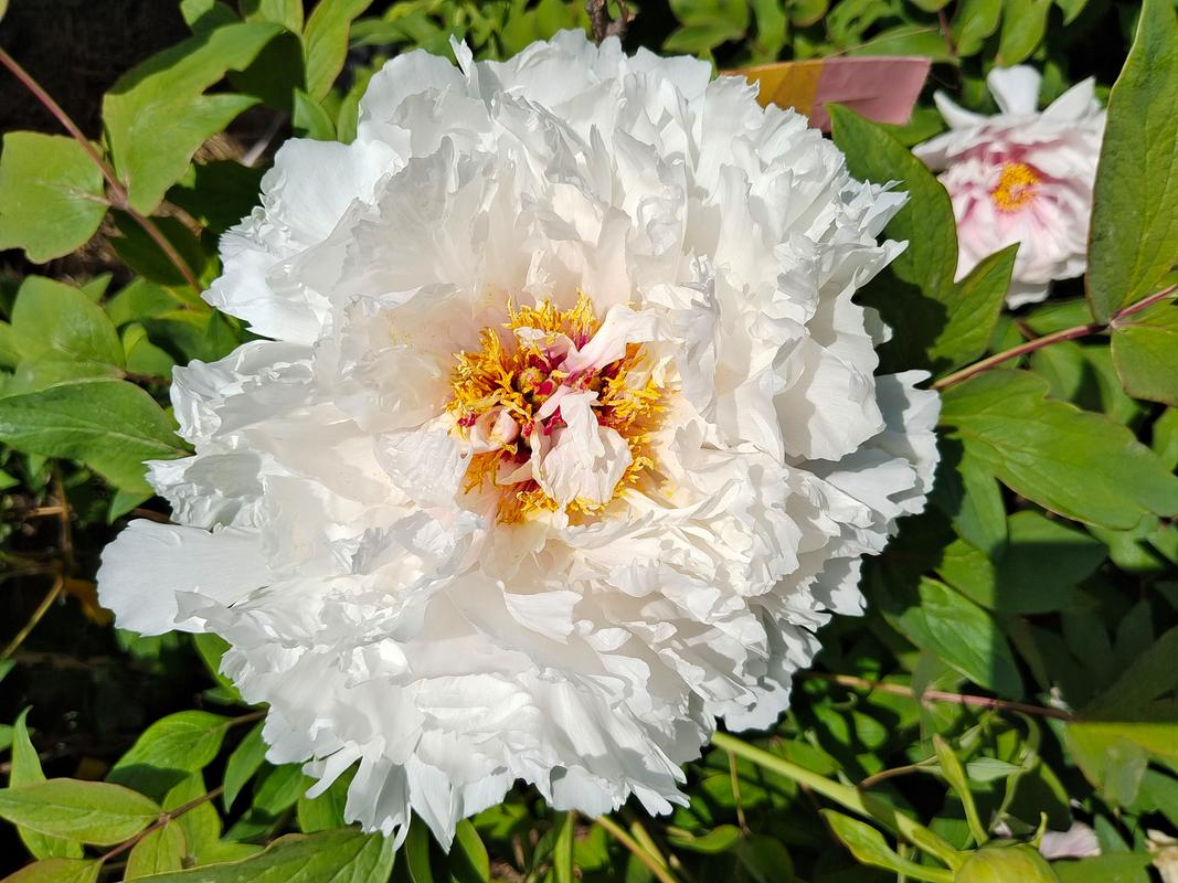 扬州"金缠腰"芍药与四相簪花的美丽传说
