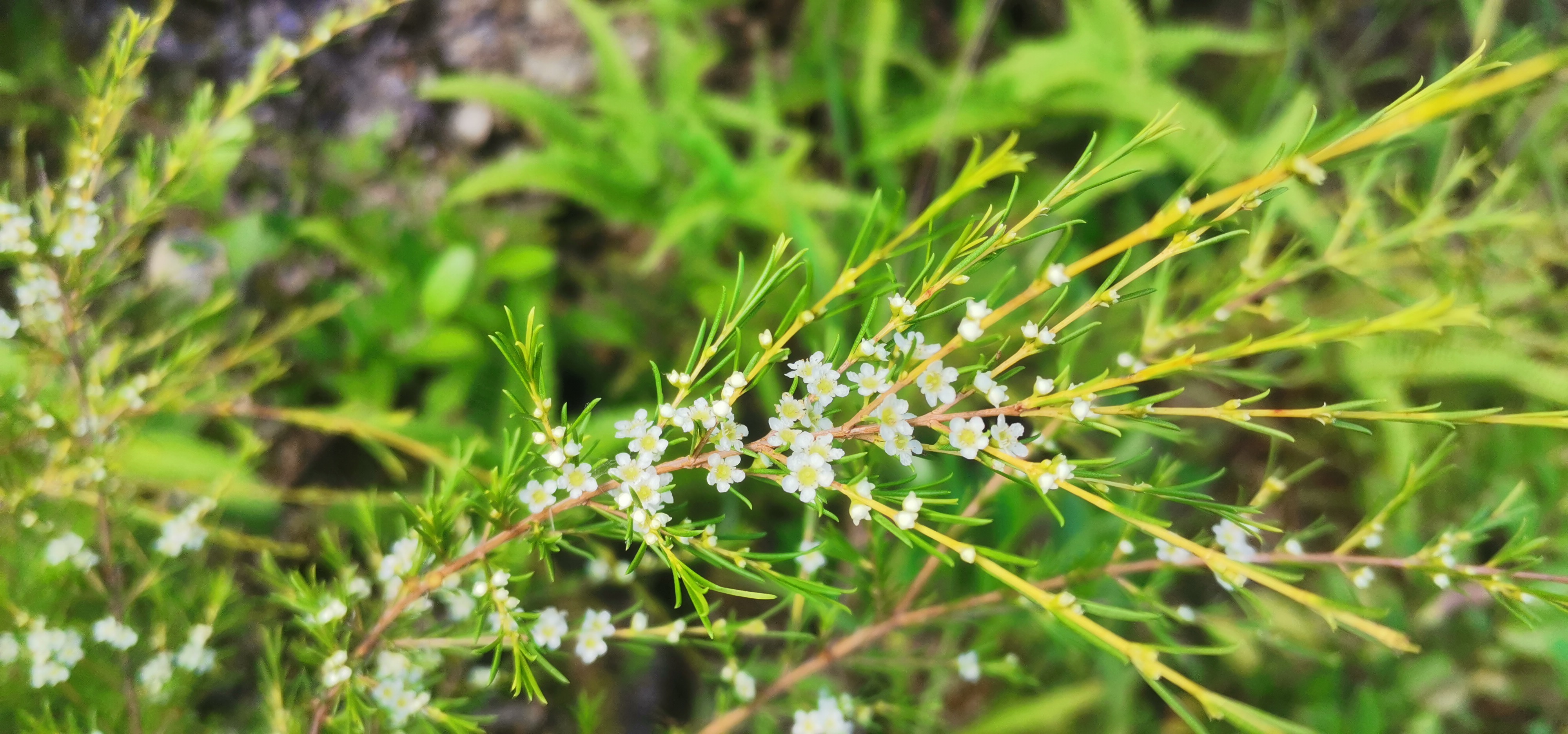 扫把枝我这又叫它观音扫,全株可以入药
