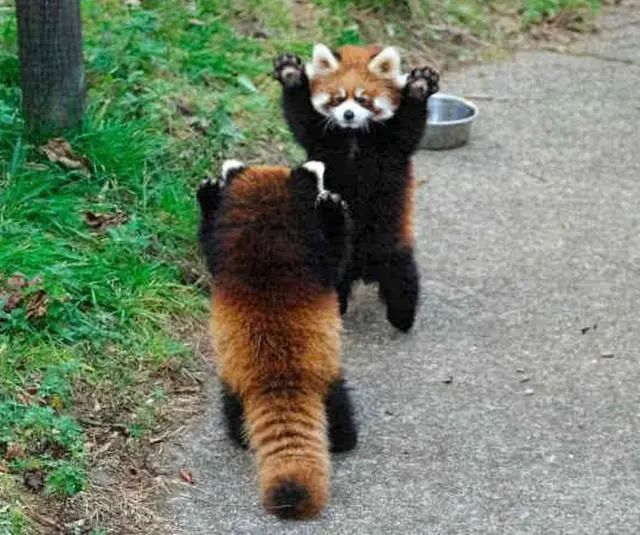 小熊猫的标准恐吓姿势