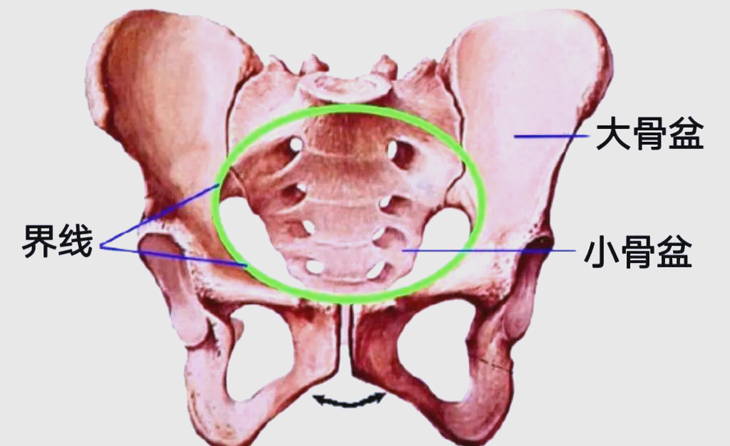 「健康科普」深入了解女性骨盆的生理解剖结构