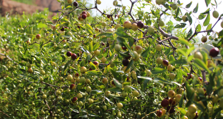 人工种植野酸枣的产量图片