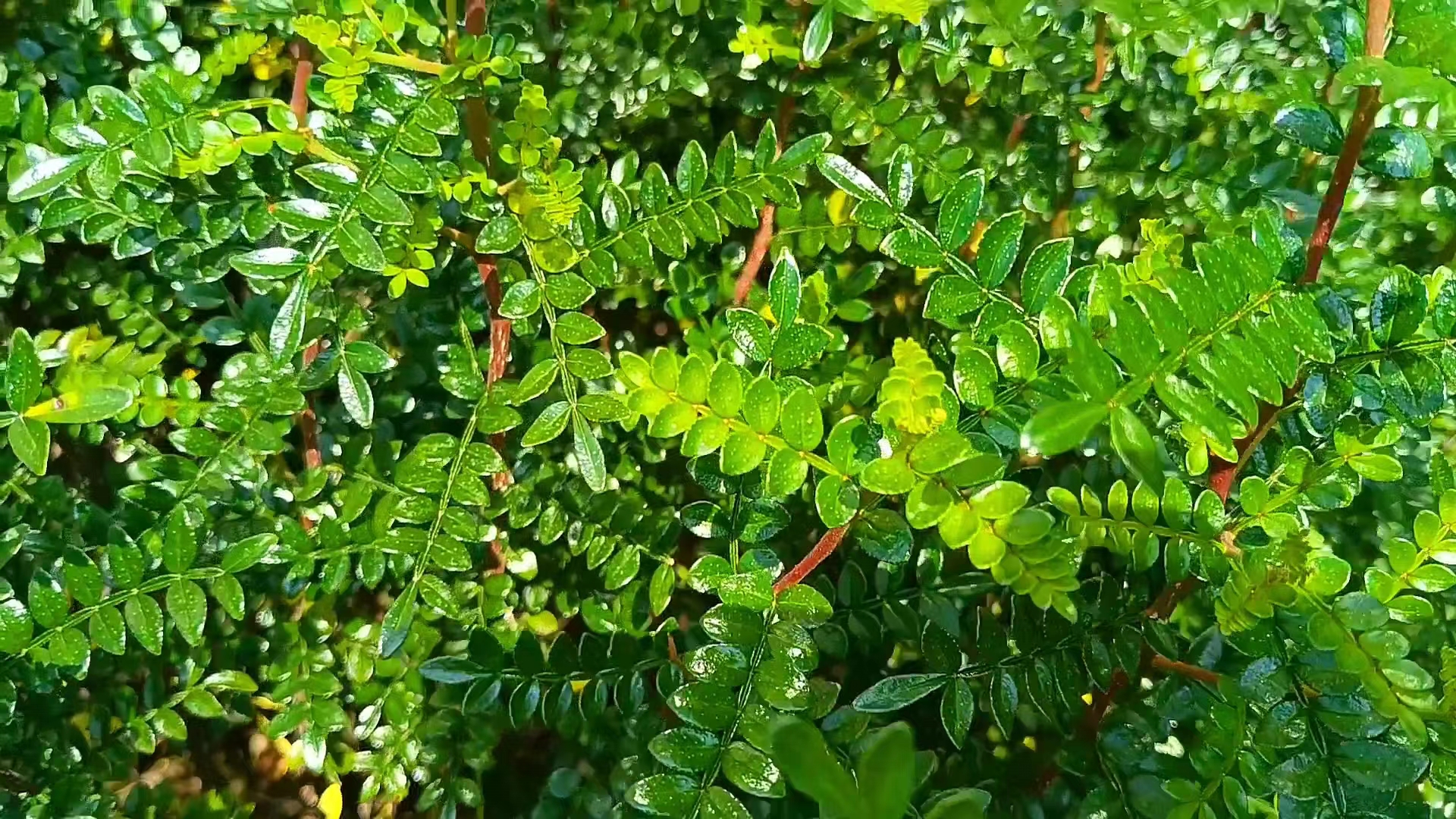 清香胡椒木茎干棕色,有刺,整株有浓烈的胡椒味