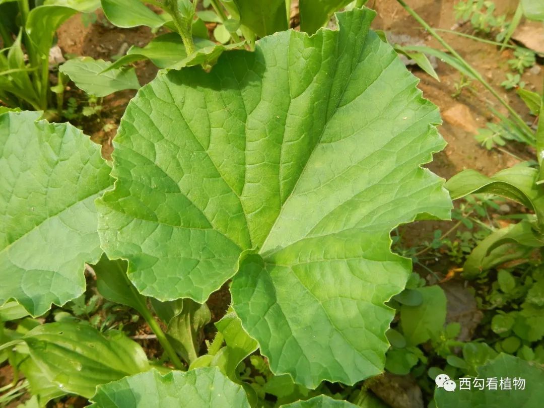 甜瓜 cucumis melo