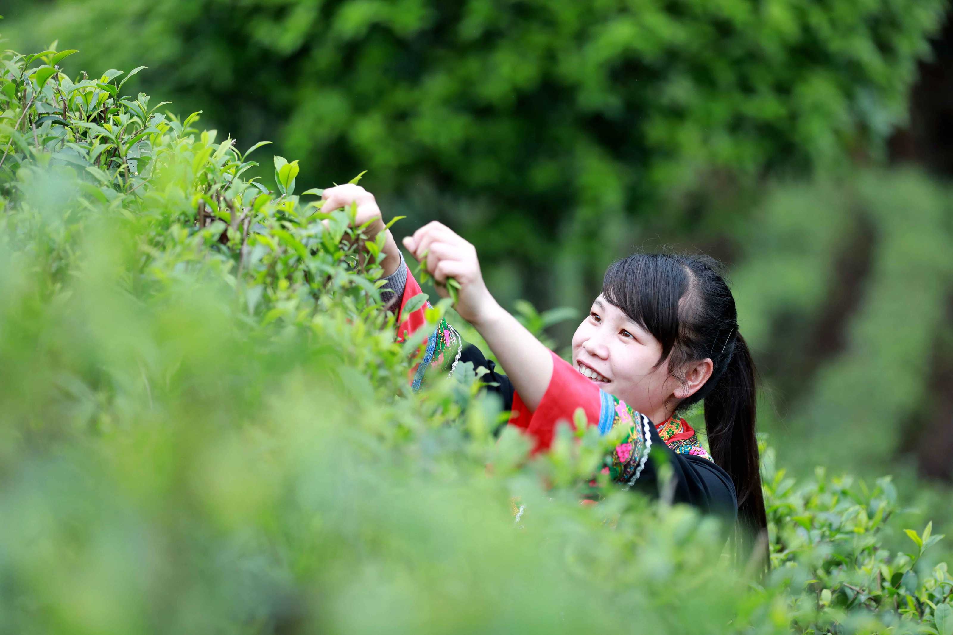 记住乡愁丨瑶乡春光好 高山采茶忙